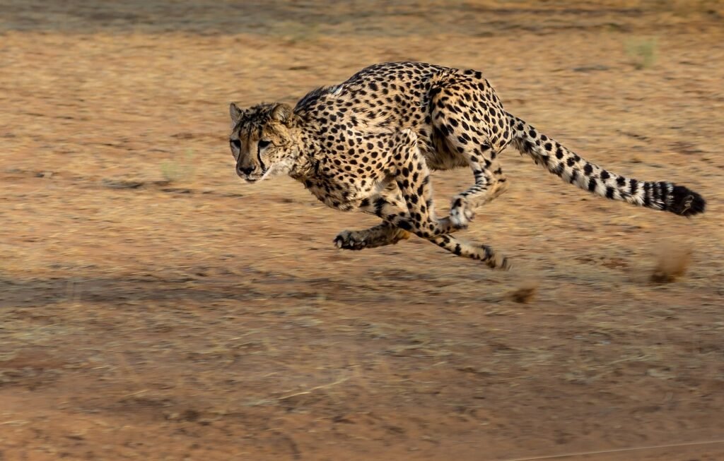 cheetah running fast just like your hotel website should be